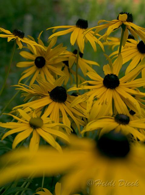 Rudbeckia Goldsturm1.jpg